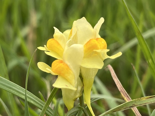 common toadflax