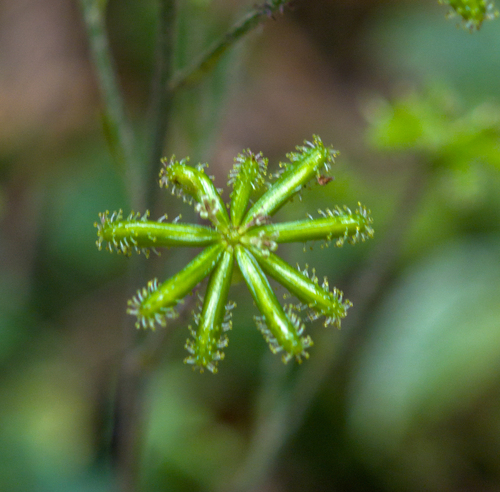 Asian trailplant
