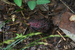 Magnolia obovata