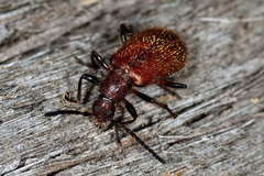 Metriolagria affinis