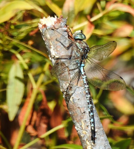 Canada Darner