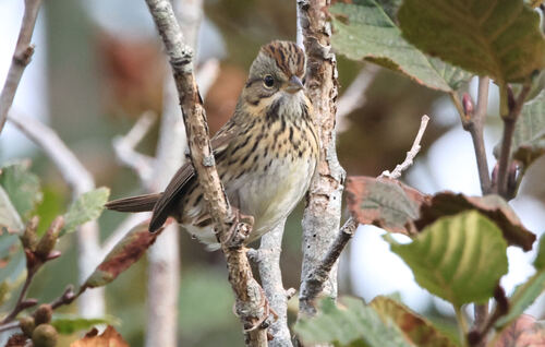 Lincoln's Sparrow