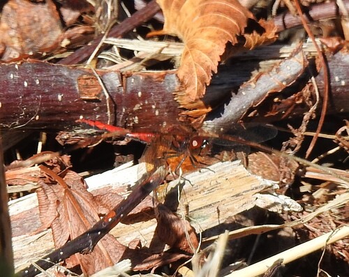 Band-winged Meadowhawk