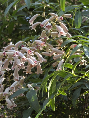 Pandorea pandorana, photograph 6