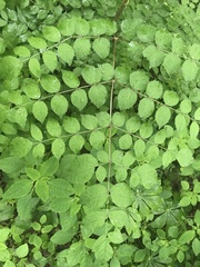 Aralia elata