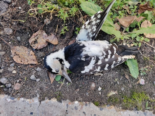 White-backed Woodpecker