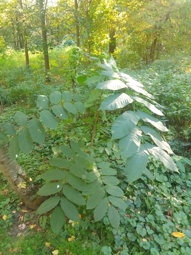 Juglans mandshurica, photograph 2