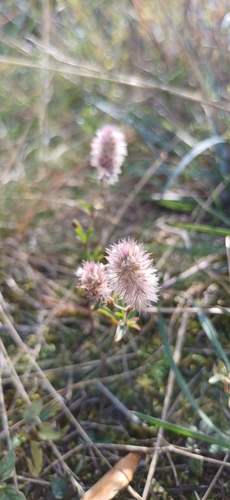 Trifolium arvense, photograph 4