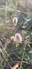Trifolium arvense, photograph (c) Mikko Heikkinen, some rights reserved (CC BY)