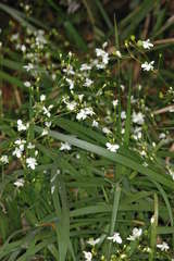 Libertia paniculata