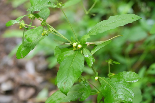 Carpesium divaricatum observed 2026-09-23