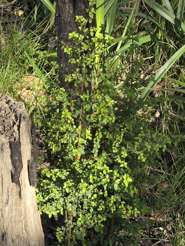 Coprosma quadrifida, photograph 4