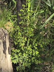 Coprosma quadrifida, photograph (c) Ian Rainbow, some rights reserved (CC BY)