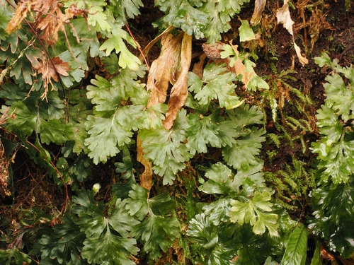 Hymenophyllum rufescens observed 2026-09-21
