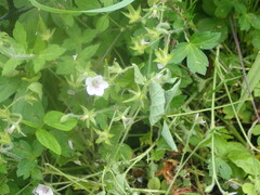 Geranium wilfordii, photograph (c) 村山史世　（Fumiyo MURAYAMA), some rights reserved (CC BY)