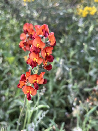 Swainsona stipularis, 2026-09-23