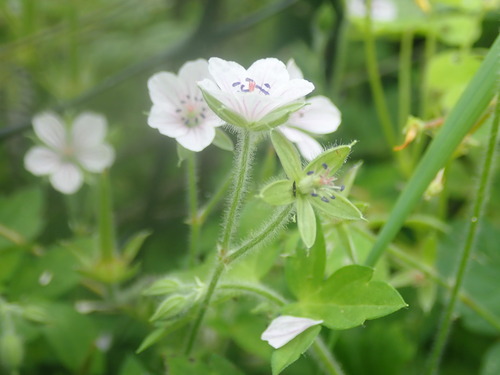 Geranium wilfordii