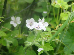 Geranium wilfordii, photograph (c) 村山史世　（Fumiyo MURAYAMA), some rights reserved (CC BY)