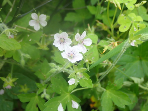 Geranium wilfordii, photograph 2
