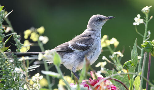 Northern Mockingbird