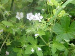 Geranium wilfordii, photograph (c) 村山史世　（Fumiyo MURAYAMA), some rights reserved (CC BY)