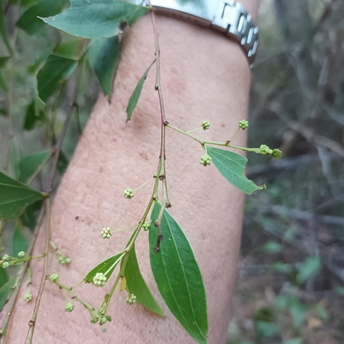Acacia binervata, 2026-09-23