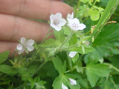 Geranium wilfordii, photograph (c) 村山史世　（Fumiyo MURAYAMA), some rights reserved (CC BY)