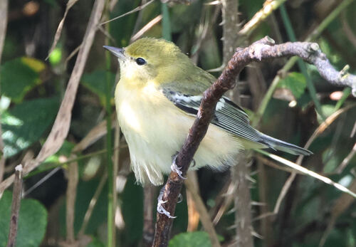 Bay-breasted Warbler