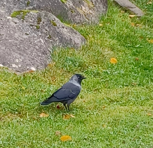 Eurasian Jackdaw