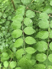 Aralia elata