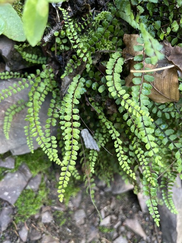 maidenhair spleenwort