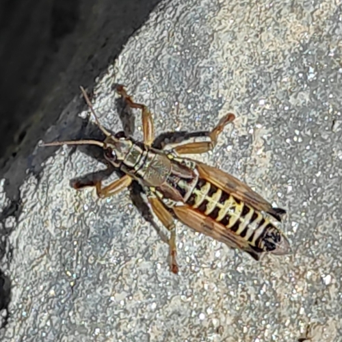 Common Mountain Grasshopper