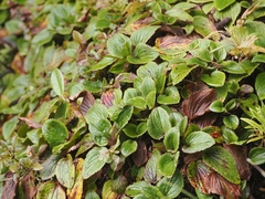 Ourisia macrophylla