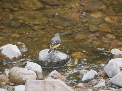 Grey Wagtail