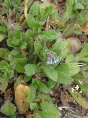 Myosotis ramosissima