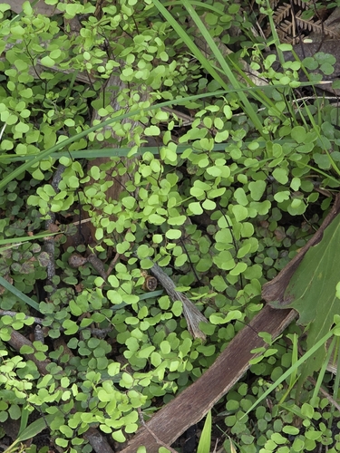 Adiantum aethiopicum, photograph 5