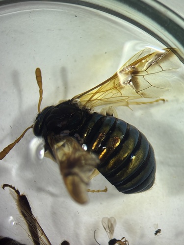 Scabious Sawfly