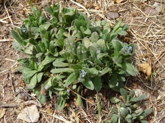 Myosotis ramosissima
