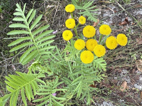 tansy