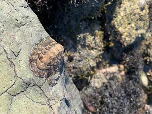 Liolophura japonica observed 2026-09-23