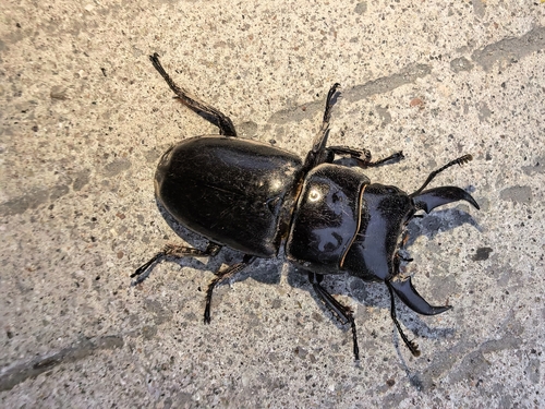 Titan Stag Beetle