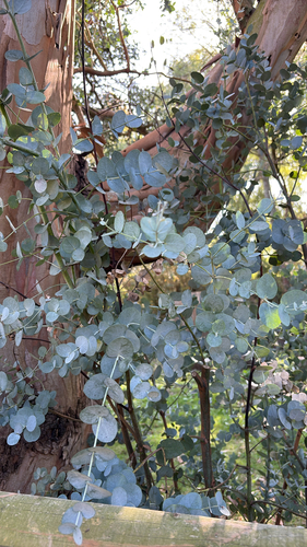 Eucalyptus gunnii observed 2026-09-23