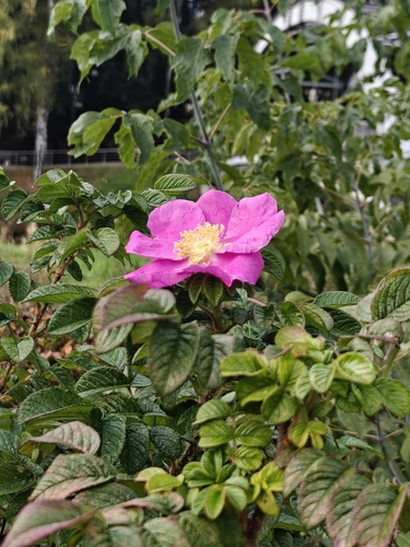 rugosa rose