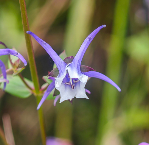spurred gentian