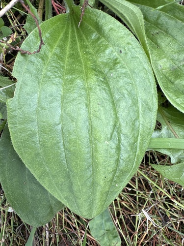greater plantain