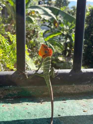 Common Green Forest Lizard