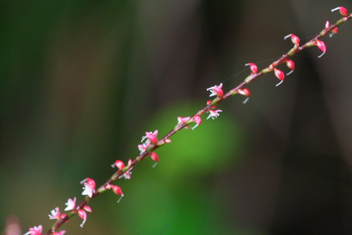 Persicaria filiformis, photograph 6