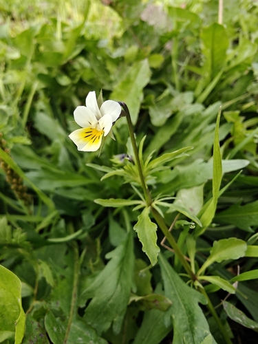 European field pansy