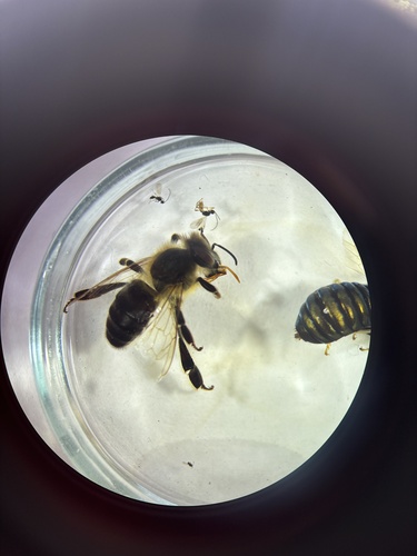 Western Honey Bee
