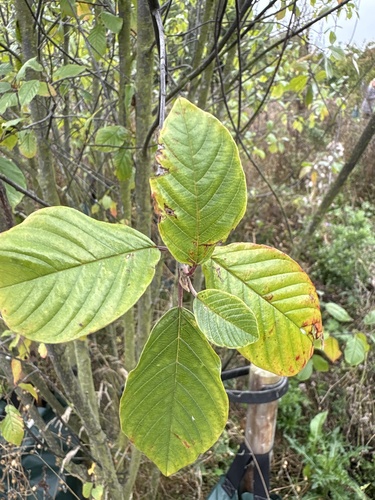 alder buckthorn